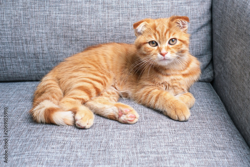A close-up portrait of a red tabby kitten on gray sofa front view.