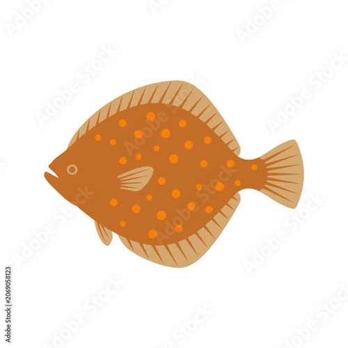 Fotografie A flat brown flounder fish with orange spots on white