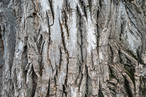  Rugged weathered wooden bark texture, natural organic backdrop for design. Texture background of rough and cracked old tree bark close up.