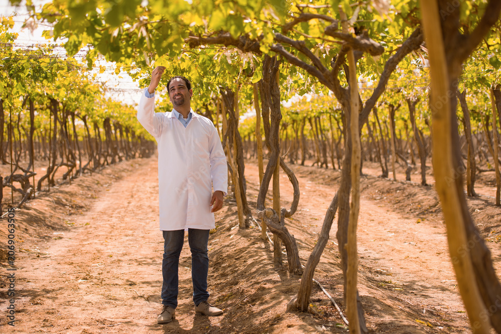 Fototapeta premium Confident Middle Eastern male viticulture specialist wearing white lab coat reaches up to examine grape vine leaves during fall harvest inspection in