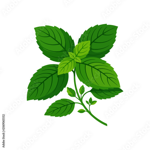 Obraz na plátne Fresh mint leaves rest on a crisp green stem in sunlight
