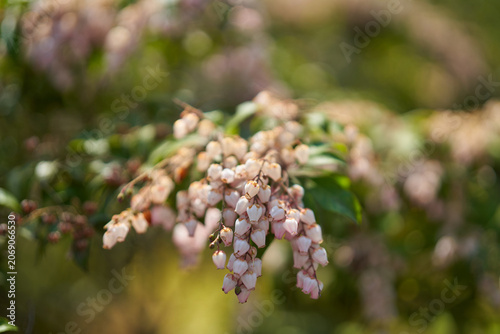 Pieris japonica bell flowers in spring