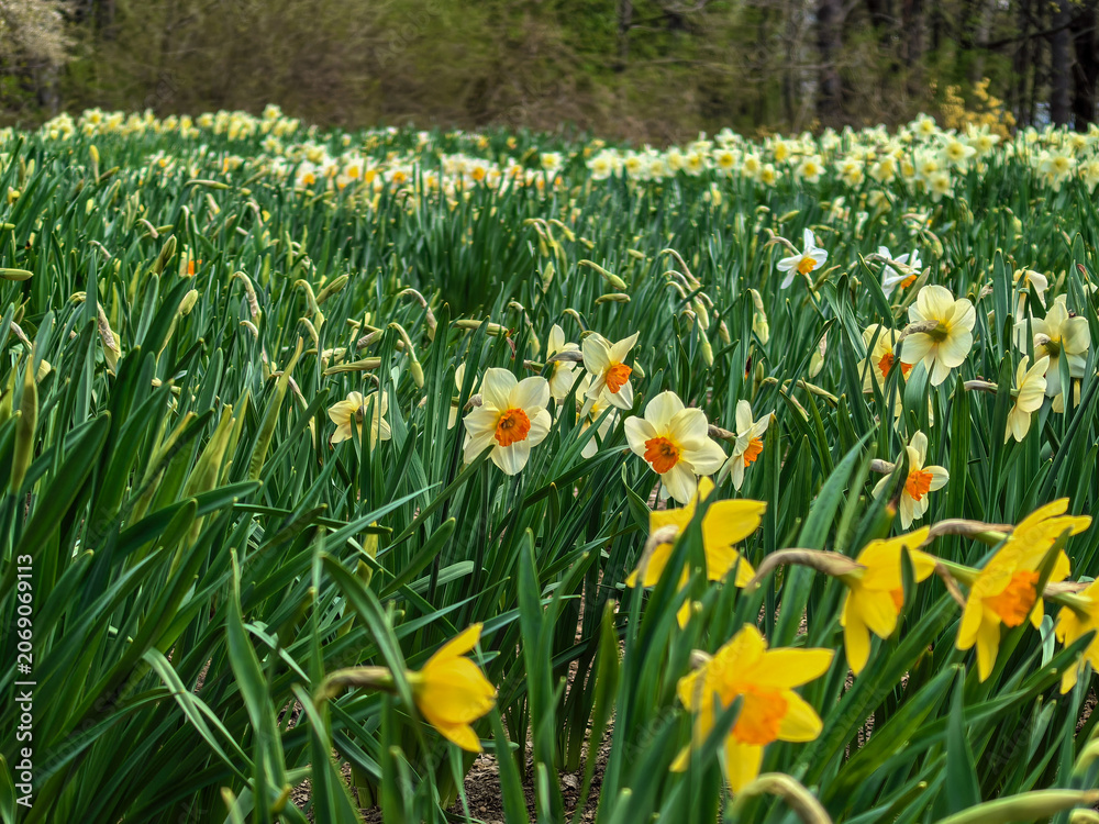 Fototapeta premium Scenic Field of Daffodils Blooming in Spring