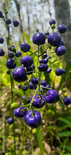 Cluster of ripe dark blue plums hanging on a sunlit branch outdoors.