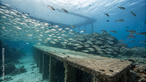 School of fish swimming near an underwater pier