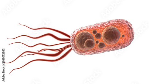 Photos Rod-shaped bacterium with multiple flagella, isolated on transparent background