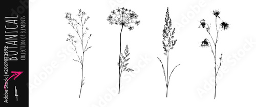Slika na platnu Vintage botanical wildflower collection with meadow plants grasses and floral el