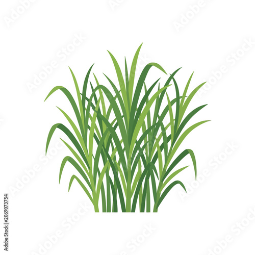 A lush green grass tuft isolated on a white background