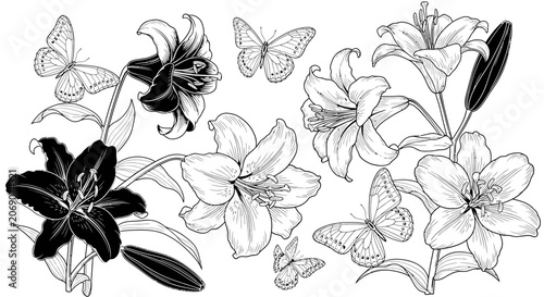 Cuadro en lienzo Black and White Lily Flowers and Butterflies Illustration