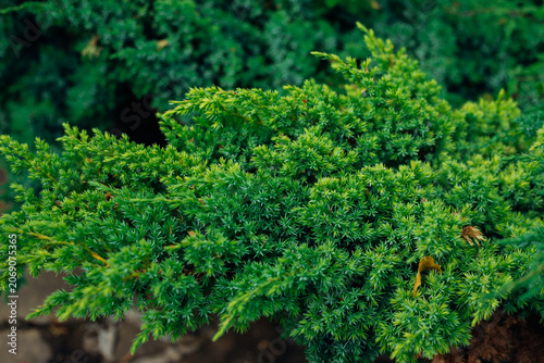 Lush juniper branches. The original texture of natural scaly juniper. Medicinal plant and evergreen tree.