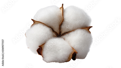 Tableau sur toile Isolated natural cotton plant boll with fluffy white fiber and brown dry casing