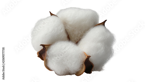 Bild auf Leinwand Isolated natural organic cotton boll with soft fluffy fiber emerging from brown