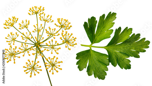 Cuadro en lienzo Isolated fresh dill flower heads and vibrant green parsley leaves for culinary u