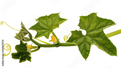 Obraz na płótnie Isolated cucumber plant branch with green leaves, vibrant yellow flowers, and cu