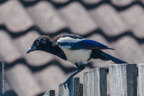 Fotografie eurasian magpie, pica pica, on a fence