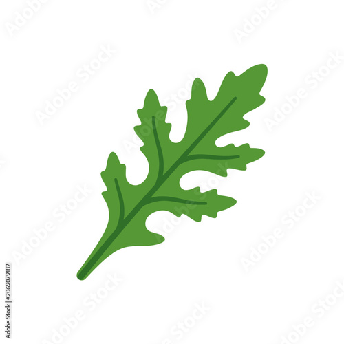 Bild auf Leinwand A single green arugula leaf isolated on a white background
