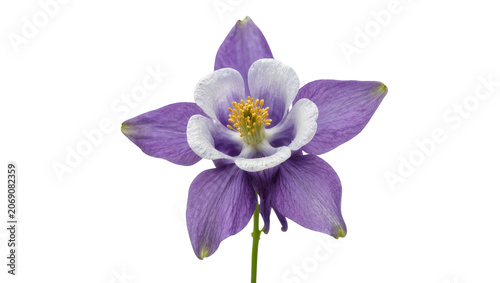 Isolated elegant purple and white aquilegia flower with delicate petals and yellow stamens