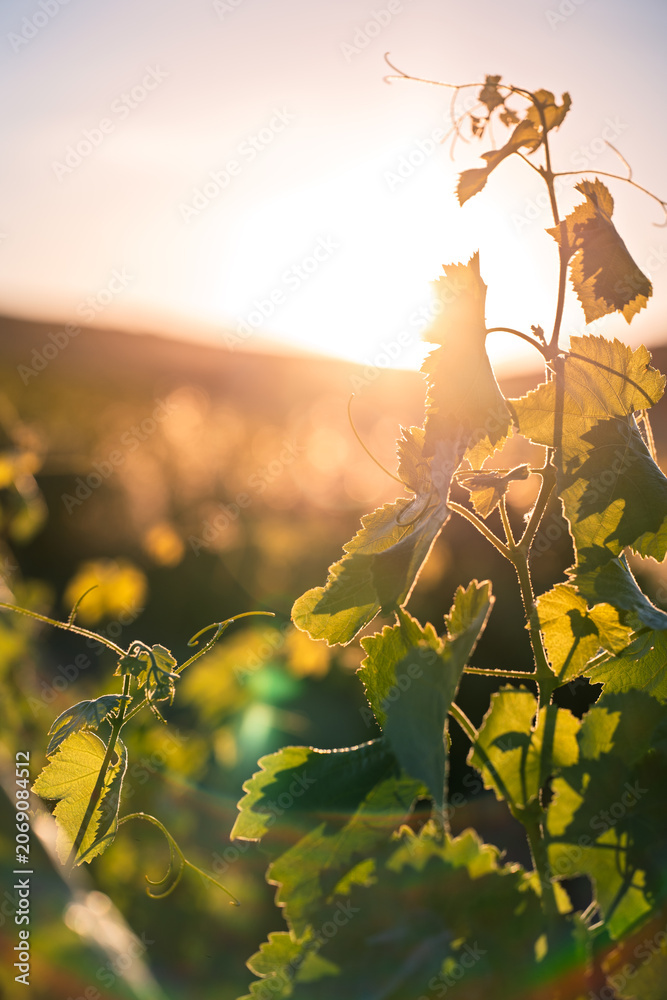 Fototapeta premium Grapevine Leaves Glowing in Golden Sunset