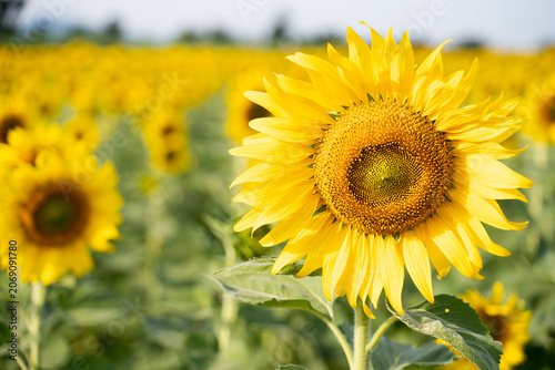 Beautiful yellow color sunflower in the agriculture farm background