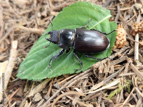 Weiblicher Hirschkäfer