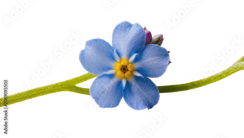 Obraz na plátně Isolated delicate blue forget-me-not flower on a green stem with developing buds