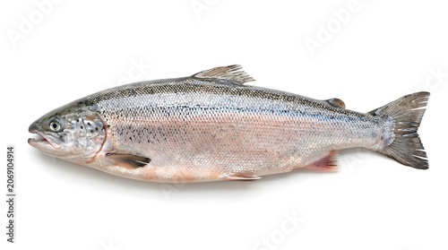 A fresh salmon fish, ready for cooking. The fish has silvery scales and a streamlined body, typical of aquatic life