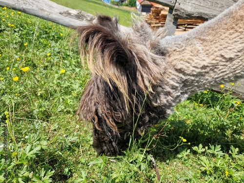 Alpaka auf der Weide