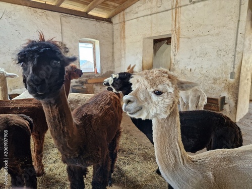 Alpakaherde im Stall