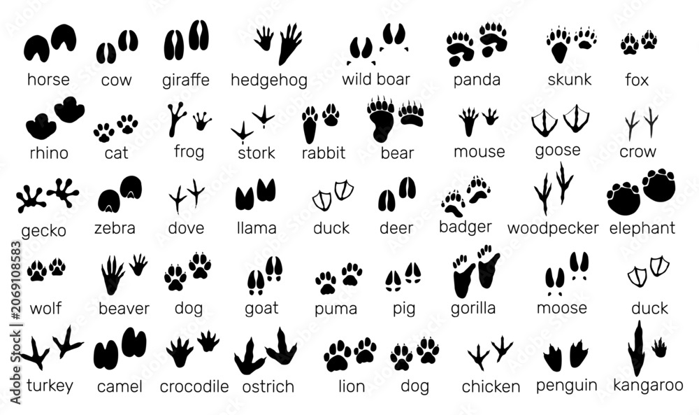 Fototapeta premium Animal tracks. Black silhouette icons. Paw prints various shapes. Wildlife imprint. Bird trails. Predators and herbivores steps. Tracers with hunting inscription. Vector zoo footsteps set