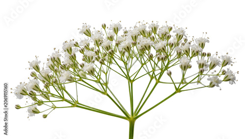 Cuadro en lienzo Isolated delicate white flowers and green buds with slender stems, perfect for spring decoration