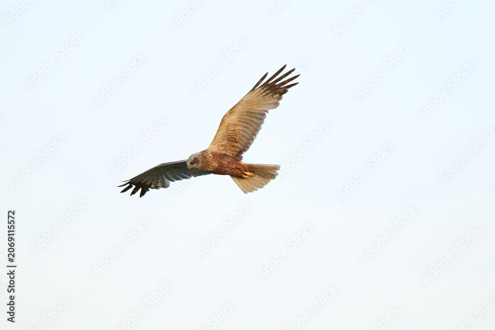 Fototapeta premium Marsh Harrier Hunting over a Green Grain Field by the Road