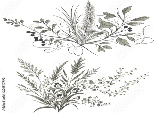Vintage botanical sketches of wild grass and meadow plants, hand drawn floral vector illustrations, rustic greenery and berry branches for wedding stationery