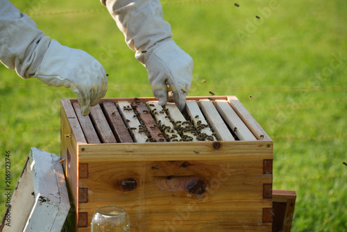 Honey bee box with many honey bees. Beekeeper doing maintenance on the box.