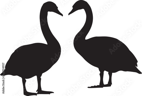 Trumpeter swan in silhouette on white background.