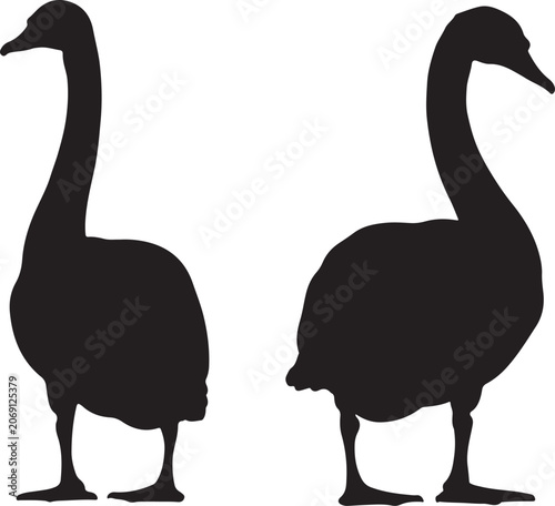  Trumpeter swan at design in silhouette.