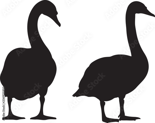 Tundra swan on white background.