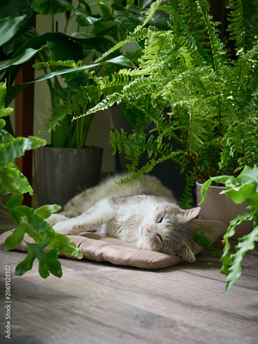 A domestic cat is dozing sweetly on a soft bedding on the floor among houseplants.