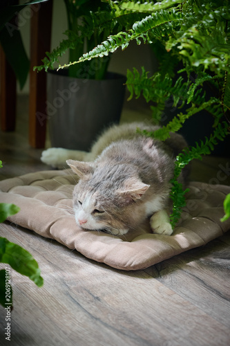 A domestic cat is dozing sweetly on a soft bedding on the floor among houseplants.