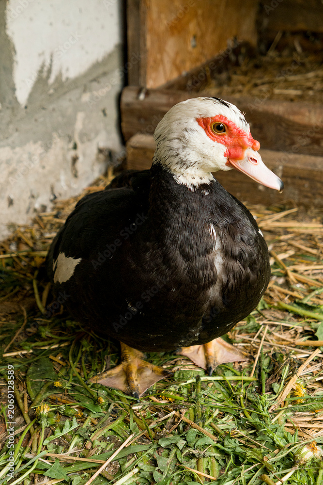 Obraz premium mallard duck in the nest on the farm