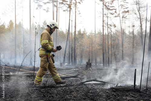 Firefighter walks through a burnt forest landscape while inspecting the aftermath of a wildfire for remaining hotspots.