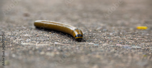 Primer plano de milpiés rayado sobre superficie húmeda mostrando detalles anatómicos y segmentación corporal