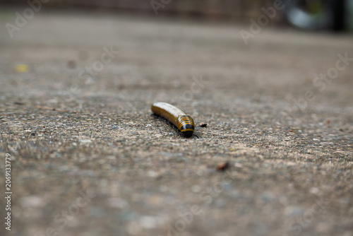 Primer plano de milpiés rayado sobre superficie húmeda mostrando detalles anatómicos y segmentación corporal