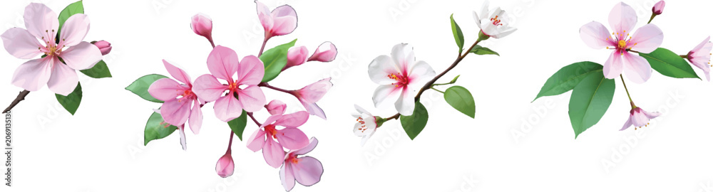 Obraz premium Delicate Vector Blooms Unfurling: A Symphony of Springtime Pink and White Floral Elegance Illustration