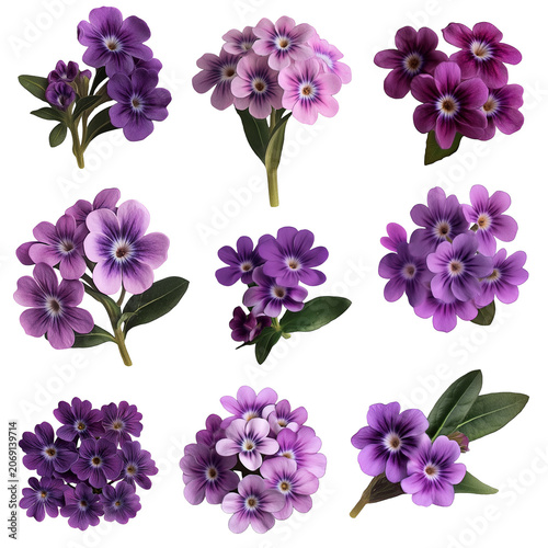 Delicate Clusters of Vibrant Purple Flowers with Detailed Petals