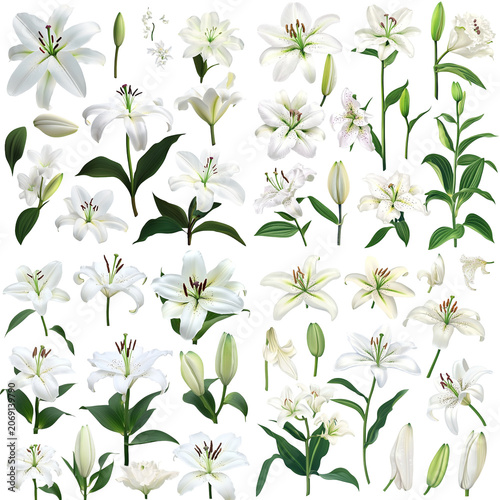 Assorted White Lilies: Open Blooms, Buds, and Foliage in a Botanical Arrangement