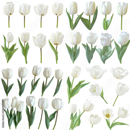 Array of Elegant White Tulips with Varied Stages of Bloom and Leaf Arrangement