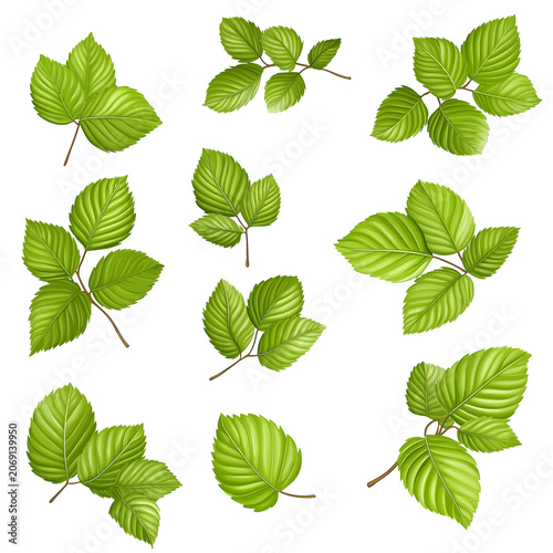 Detailed Botanical Illustration of Various Green Leaf Sprigs and Branches