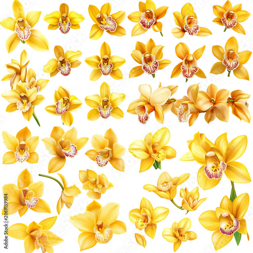 Vibrant Yellow Orchid Collection: Diverse Angles and Blooms