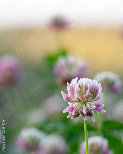 Soft Pink Red Clover Bloom with Dreamy Background