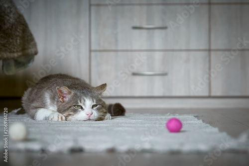 Portrait of a sad or tired gray and white cat lying on a light carpet.